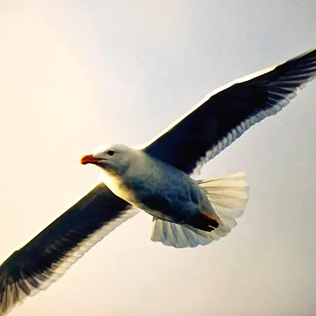 船上ホテル Motor Boat Paloma Rea トロギール