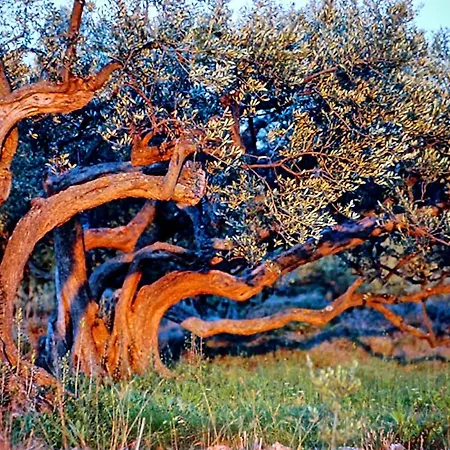 Motor Boat Paloma Rea トロギール